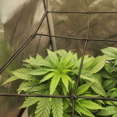 Udder Madness growlog timeline photo