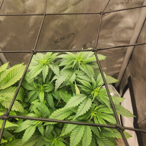 Orange Julius growlog timeline photo