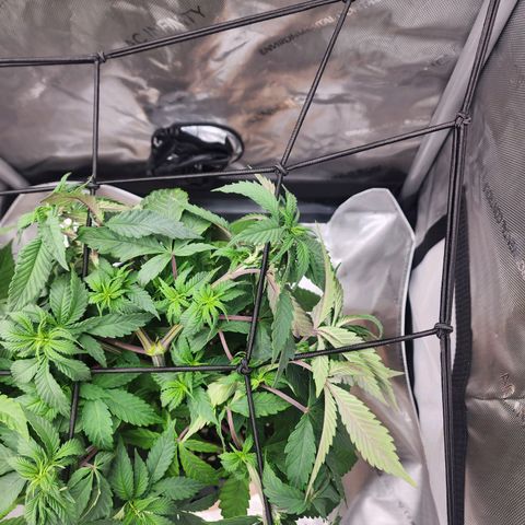 Orange Julius growlog timeline photo
