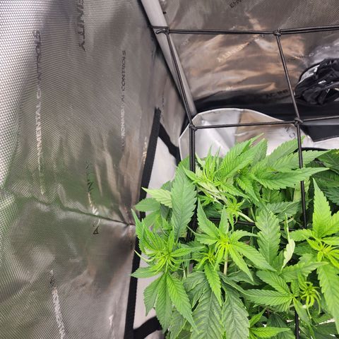 Udder Madness growlog timeline photo