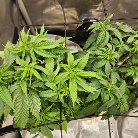 Udder Madness growlog timeline photo