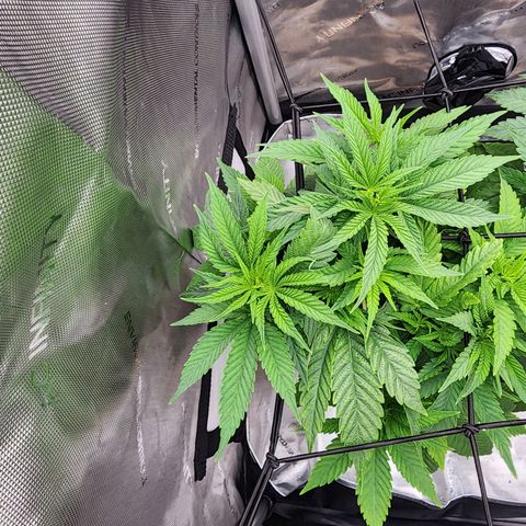 Udder Madness growlog timeline photo