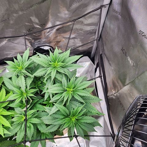Orange Julius growlog timeline photo
