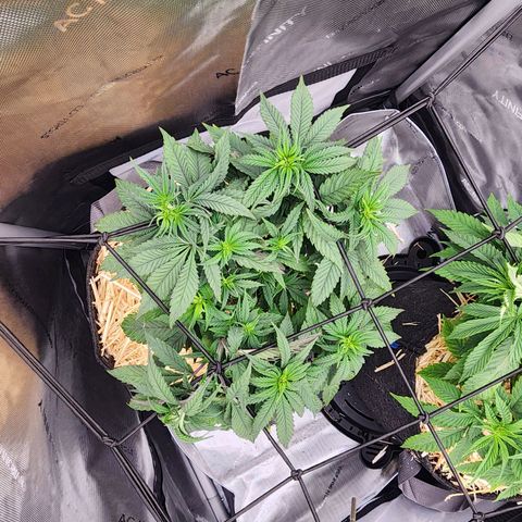 Udder Madness growlog timeline photo