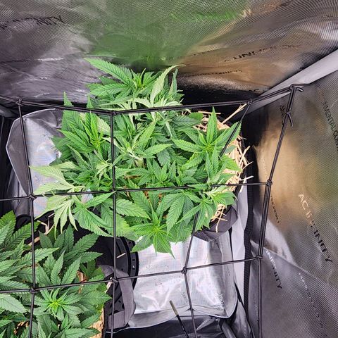 Orange Julius growlog timeline photo