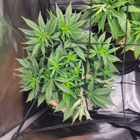 Udder Madness growlog timeline photo