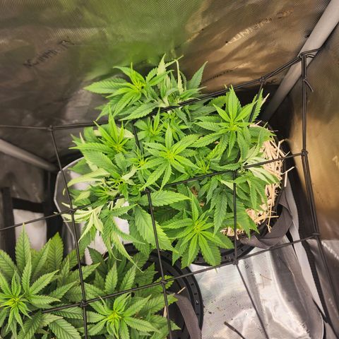 Orange Julius growlog timeline photo