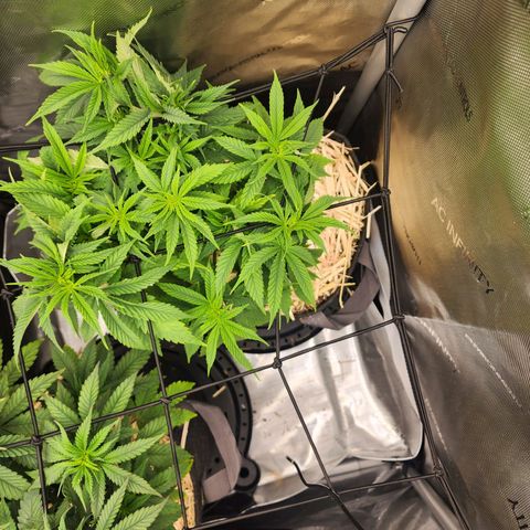 Orange Julius growlog timeline photo