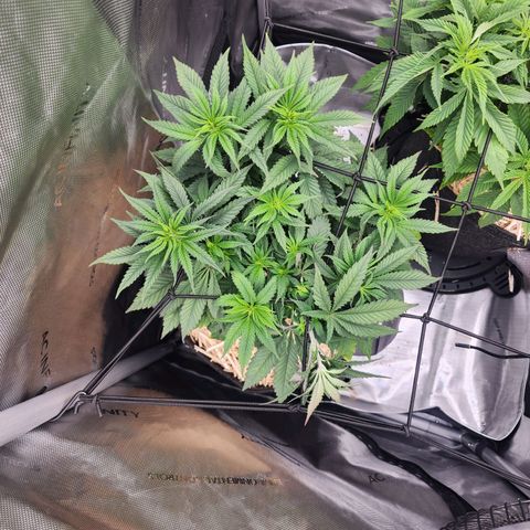 Udder Madness growlog timeline photo