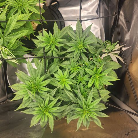 Udder Madness growlog timeline photo