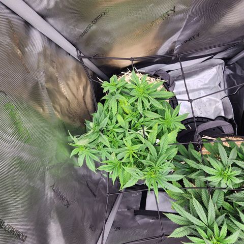 Orange Julius growlog timeline photo