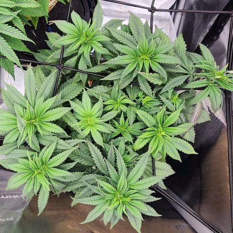 Orange Julius growlog timeline photo