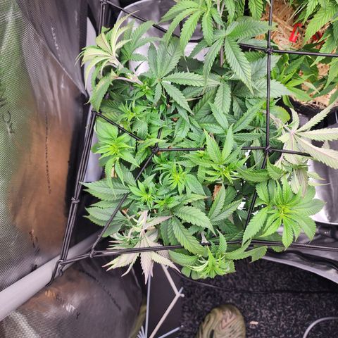 Udder Madness growlog timeline photo