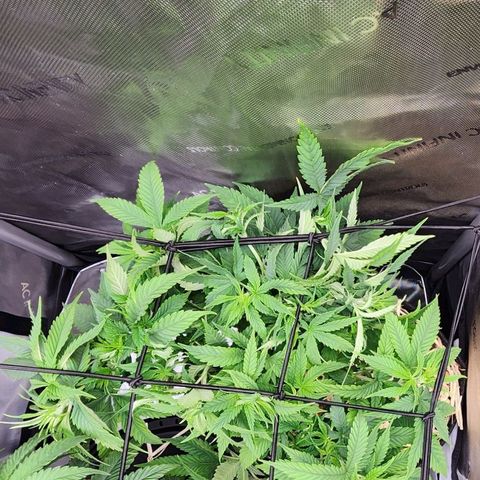 Orange Julius growlog timeline photo