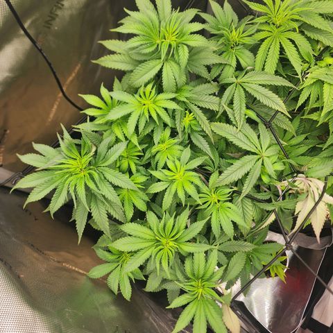 Udder Madness growlog timeline photo
