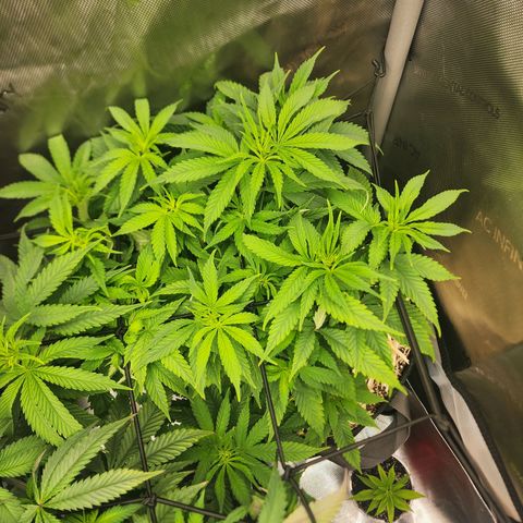 Orange Julius growlog timeline photo