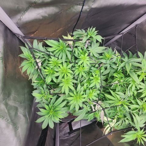 Udder Madness growlog timeline photo