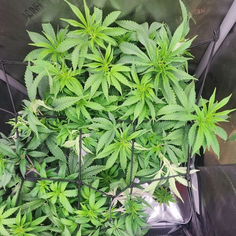 Orange Julius growlog timeline photo