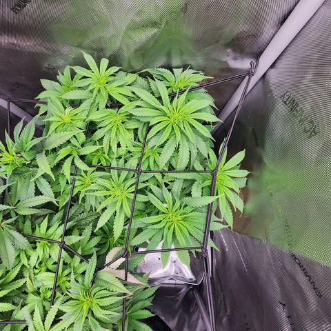 Orange Julius growlog timeline photo