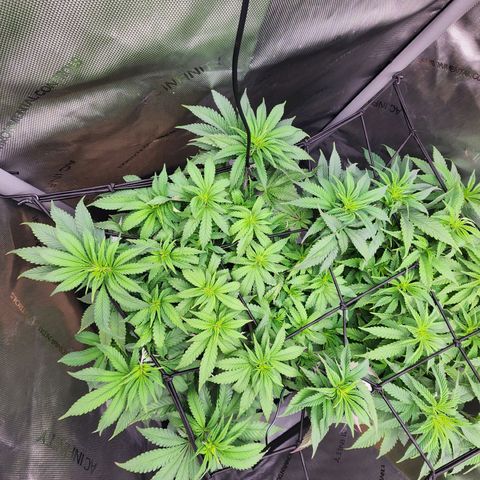 Udder Madness growlog timeline photo