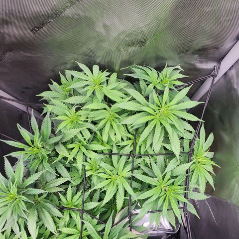 Udder Madness growlog timeline photo