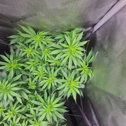 Orange Julius growlog timeline photo