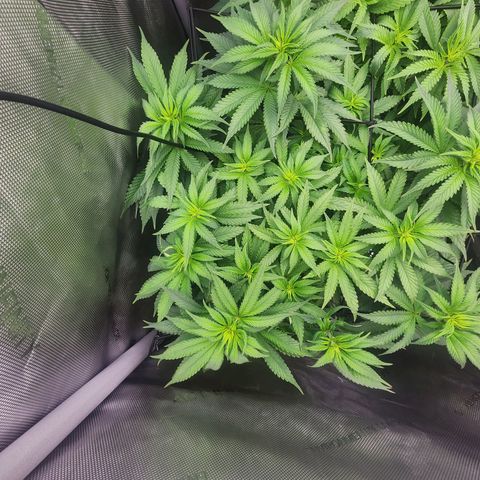 Udder Madness growlog timeline photo