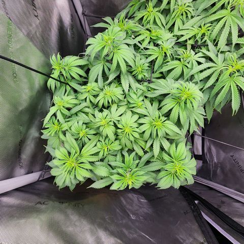 Udder Madness growlog timeline photo