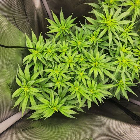 Udder Madness growlog timeline photo