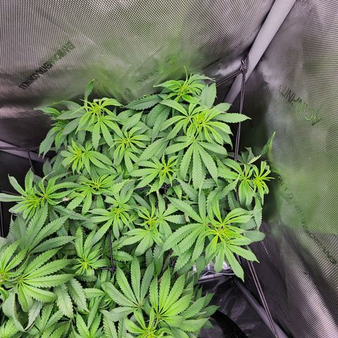 Orange Julius growlog timeline photo