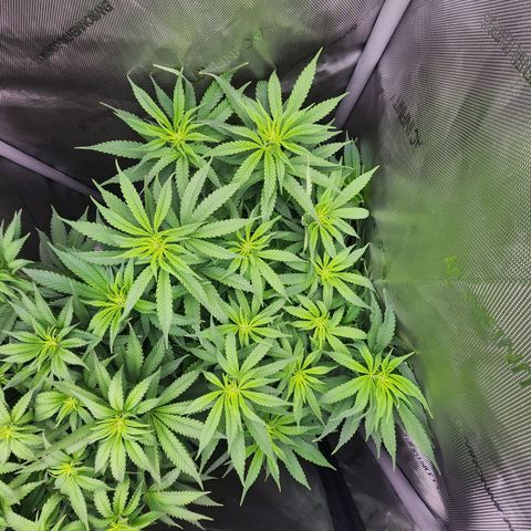 Orange Julius growlog timeline photo