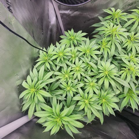 Udder Madness growlog timeline photo
