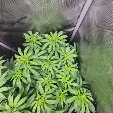 Orange Julius growlog timeline photo