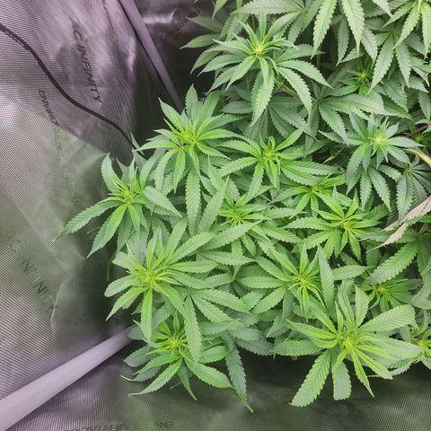 Udder Madness growlog timeline photo