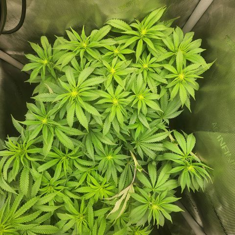 Orange Julius growlog timeline photo