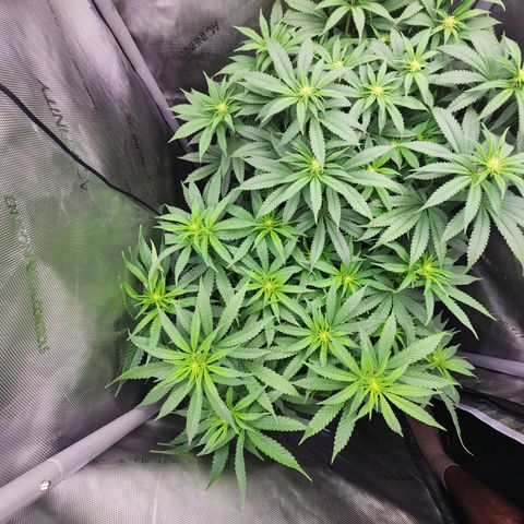 Udder Madness growlog timeline photo
