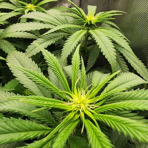 Orange Julius growlog timeline photo