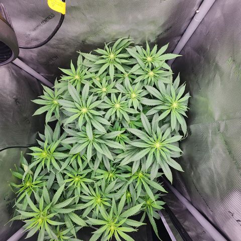 Orange Julius growlog timeline photo