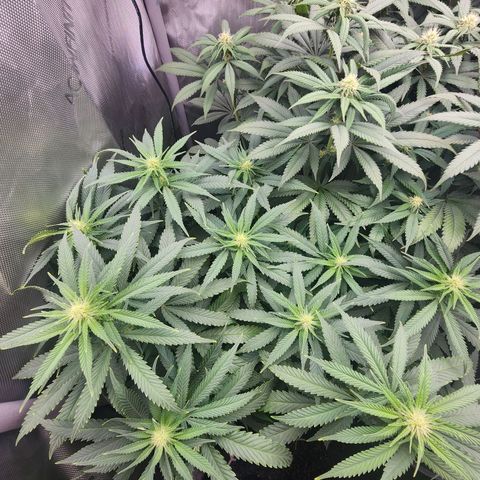Udder Madness growlog timeline photo