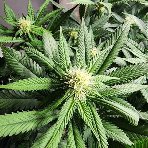 Udder Madness growlog timeline photo