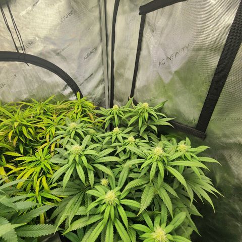 Udder Madness growlog timeline photo