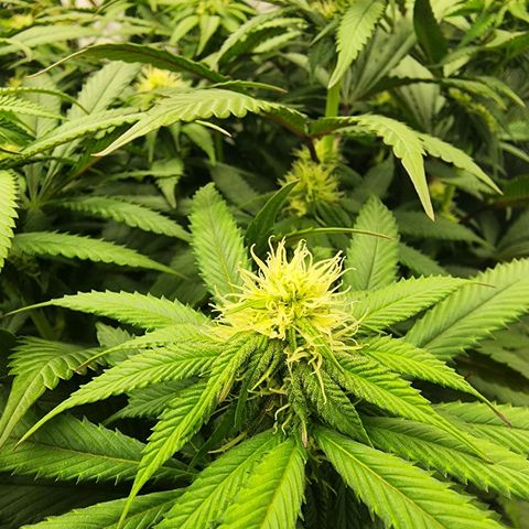 Orange Julius growlog timeline photo