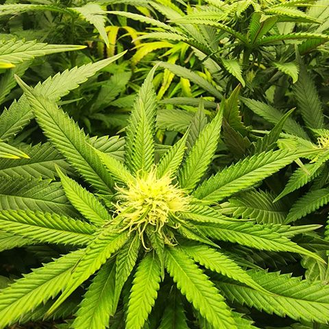 Orange Julius growlog timeline photo