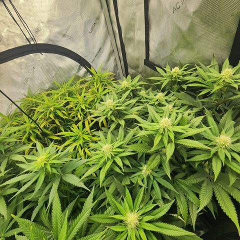 Orange Julius growlog timeline photo