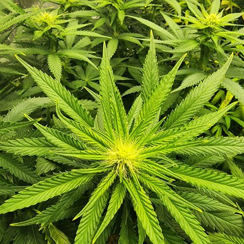 Udder Madness growlog timeline photo