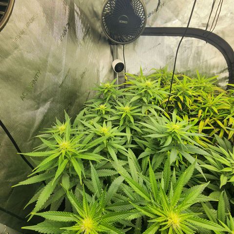 Udder Madness growlog timeline photo