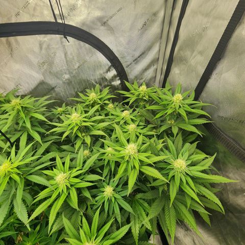 Udder Madness growlog timeline photo