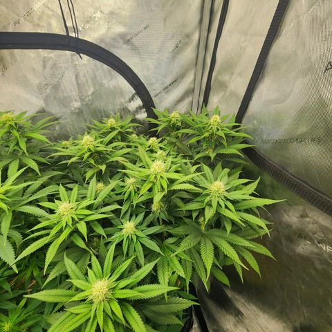 Udder Madness growlog timeline photo