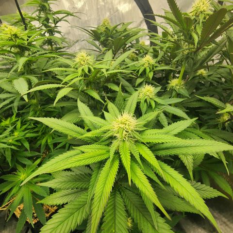 Udder Madness growlog timeline photo