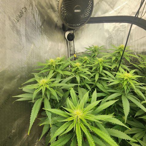 Orange Julius growlog timeline photo